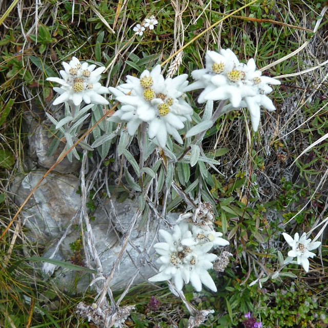 Edelweiss. :-)