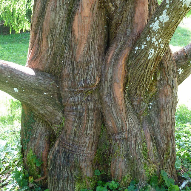 Knotted trunk