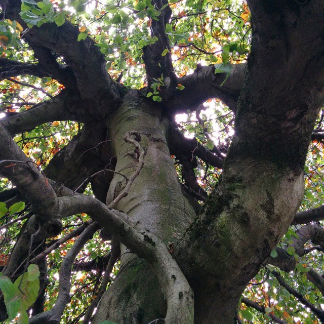The upside down tree.