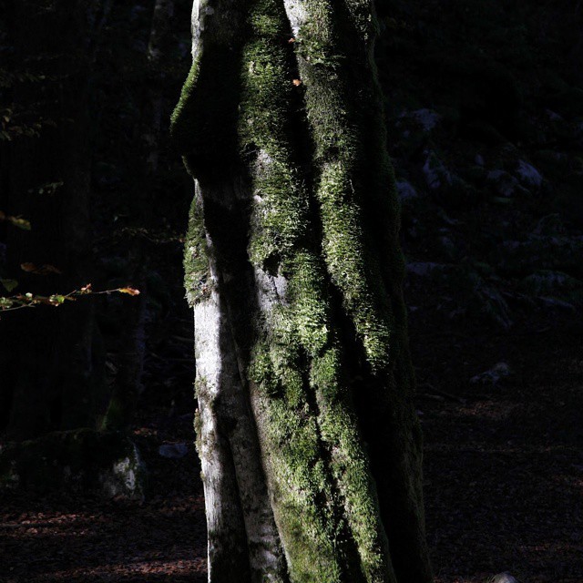 Trunk