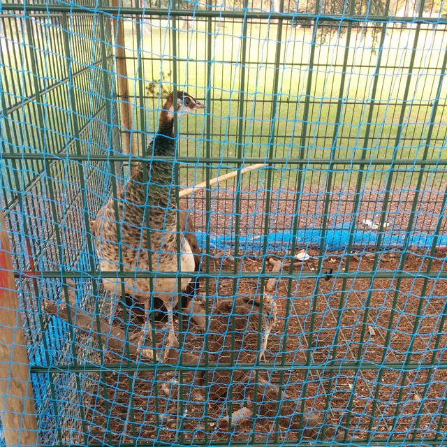 Locked up for having babies...
