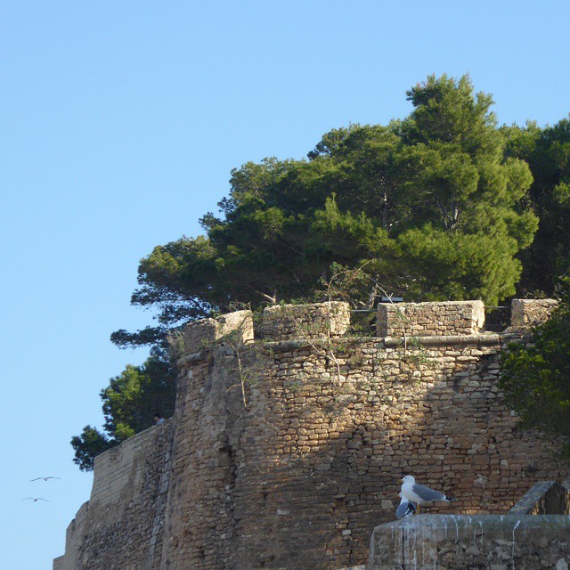 Seagulls watching out for invaders at Denia castle