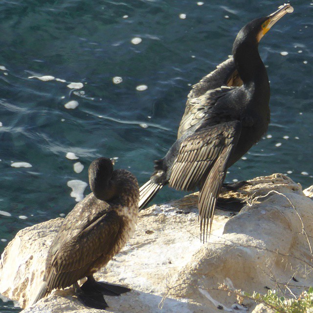 Cormorants by the sea side.