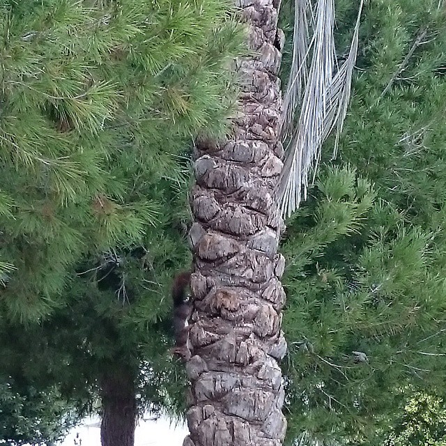 Squirrel on palm tree