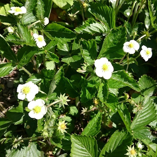Waiting for strawberries to come out