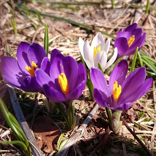 Spring flowers