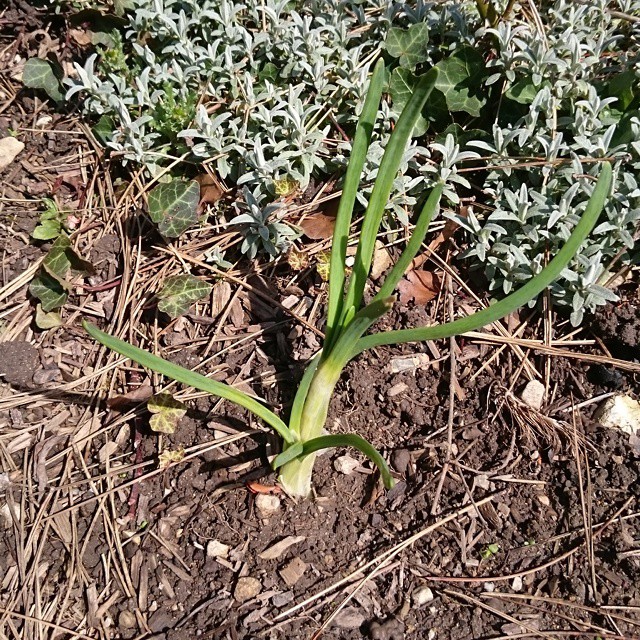 I am growing an onion.