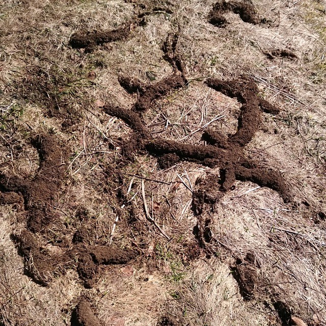 Rodent tracks, common after snow melt.