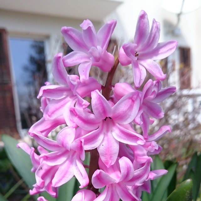 Garden flowers.