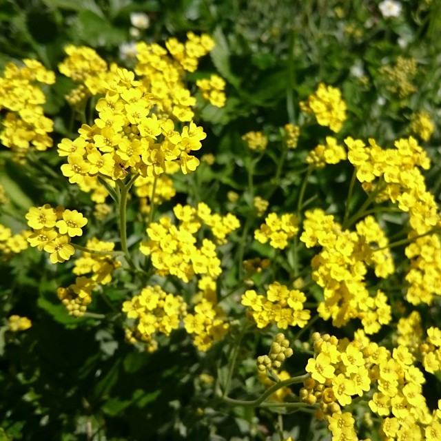 Spring flowers.