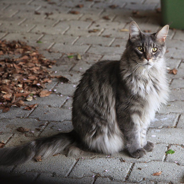 A regal cat.