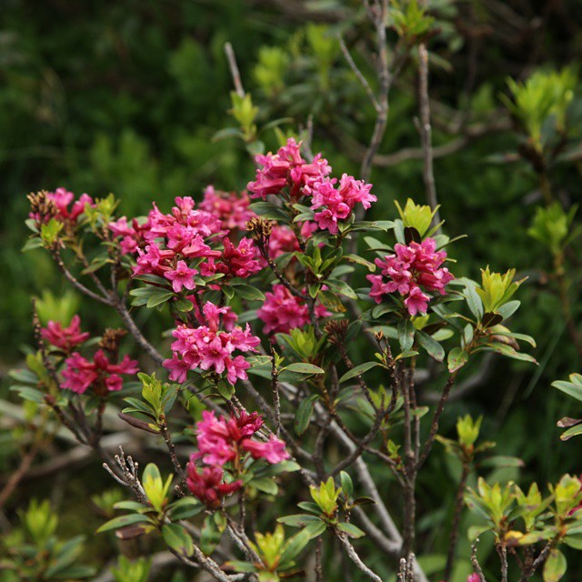 Mountain flowers.