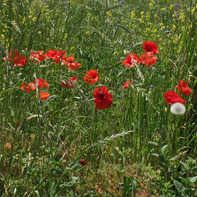 Season flowers.