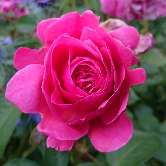 From the garden.