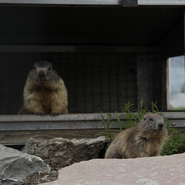 Surveillance marmots.