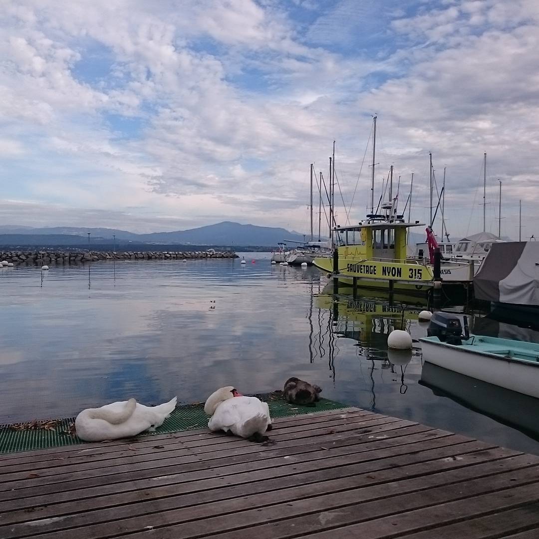 Relaxing swans