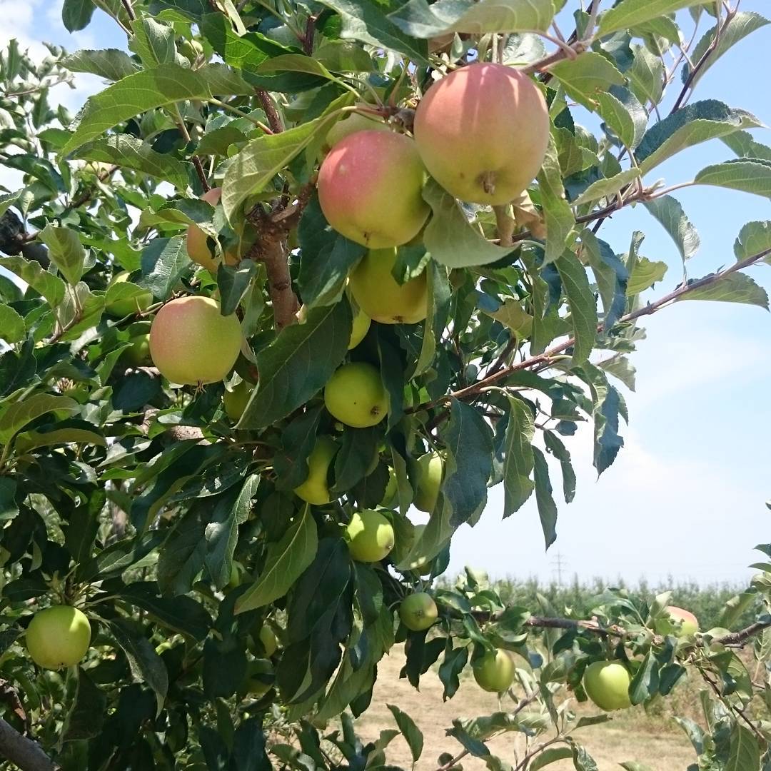 Apple tree.