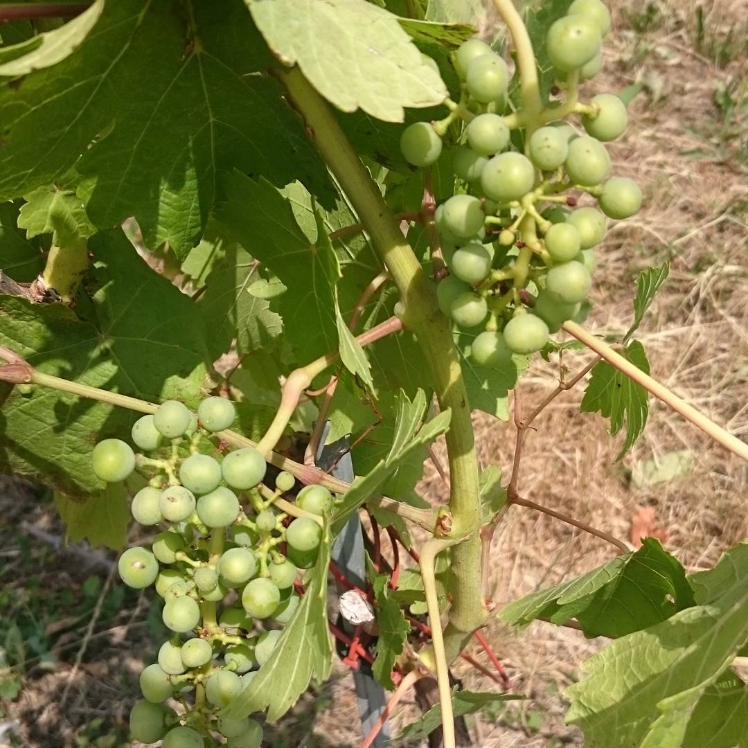 Drought grapes.