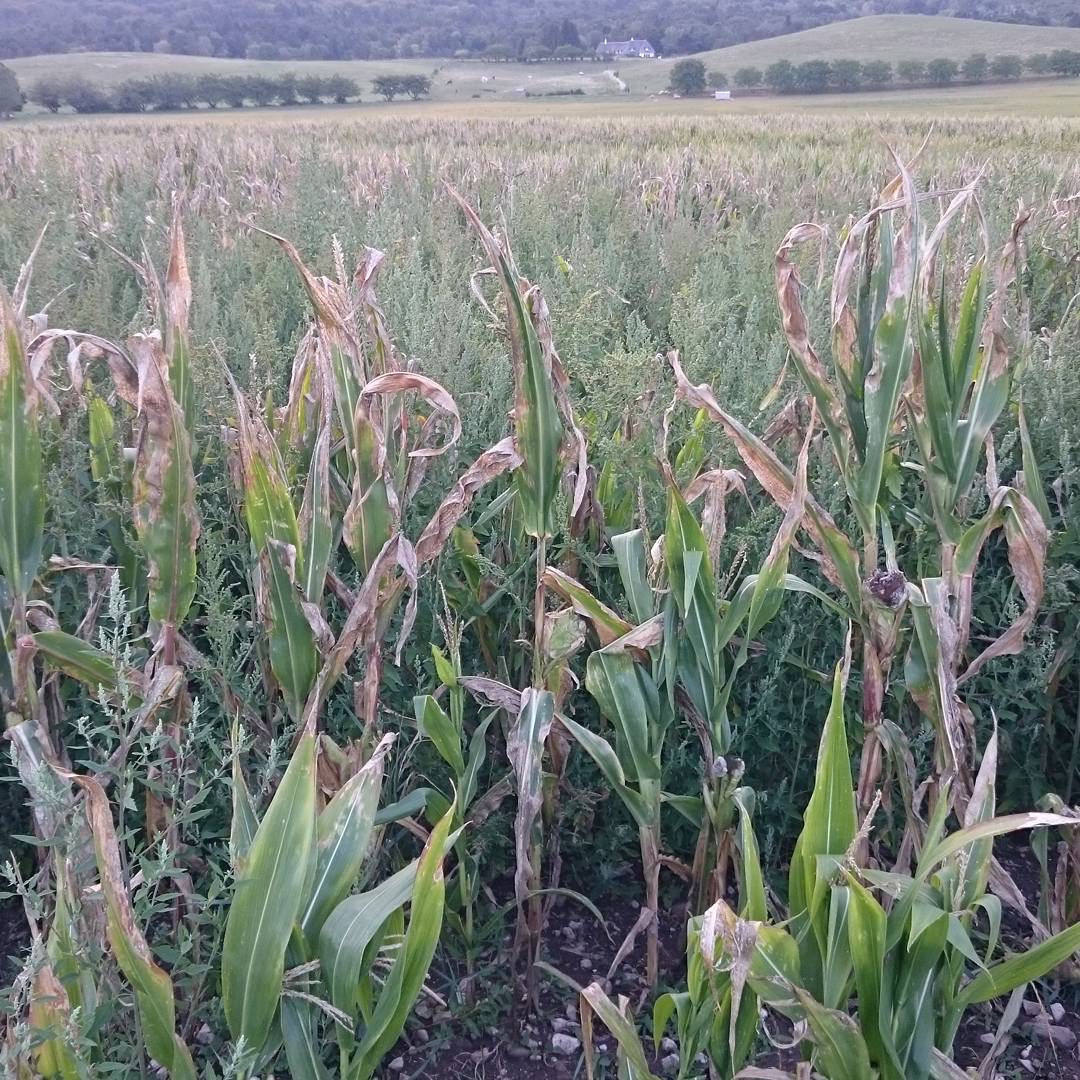 Drought affected crops left on to decay.