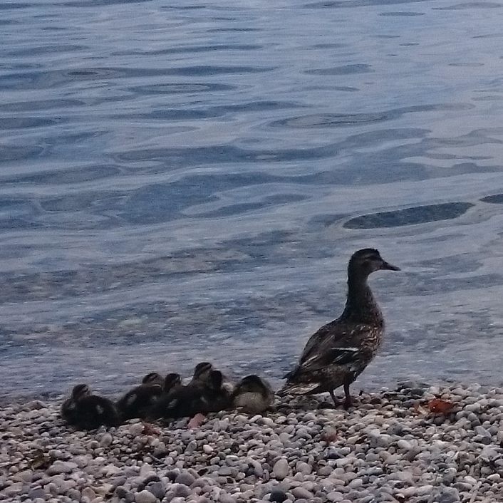 Duck tales