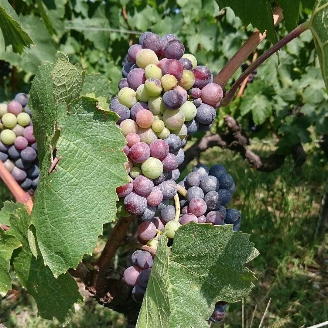 The grapes of pleasure.