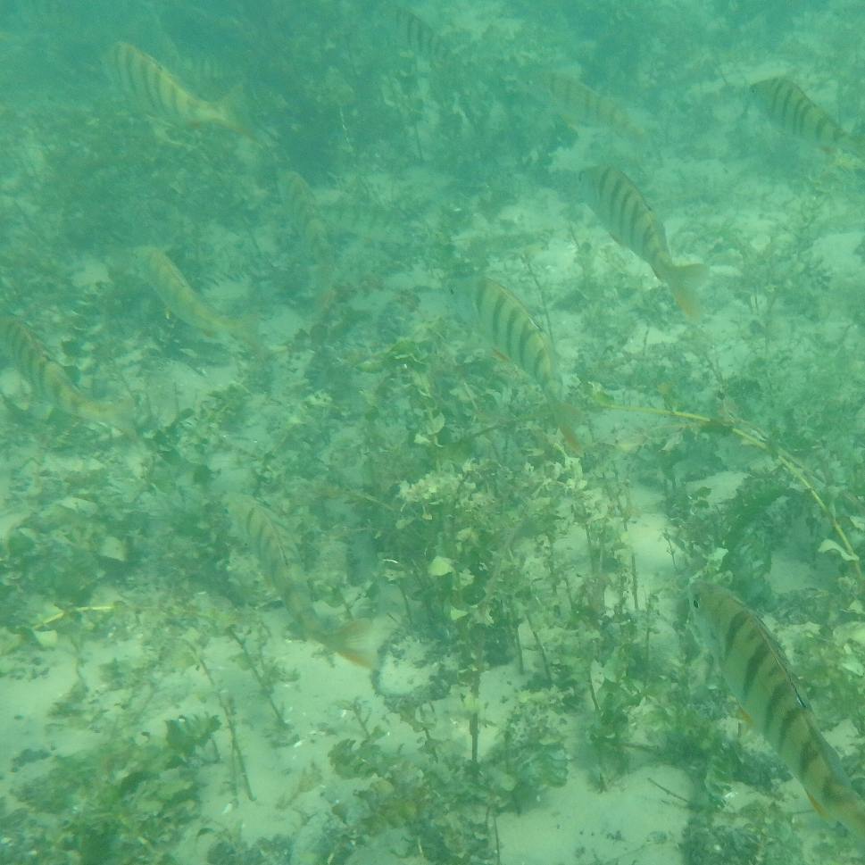 Went snorkeling. Saw fish.