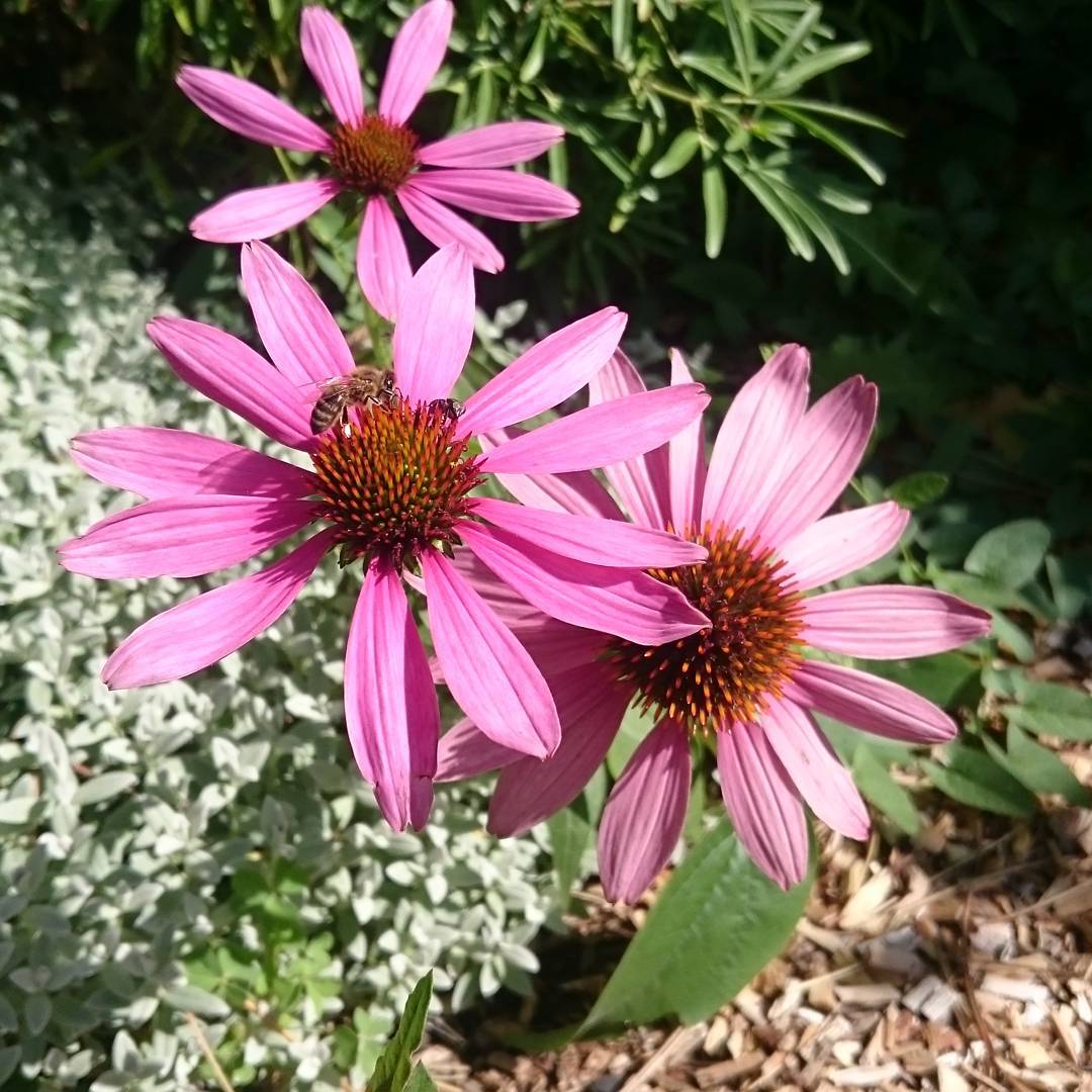 Bee ð