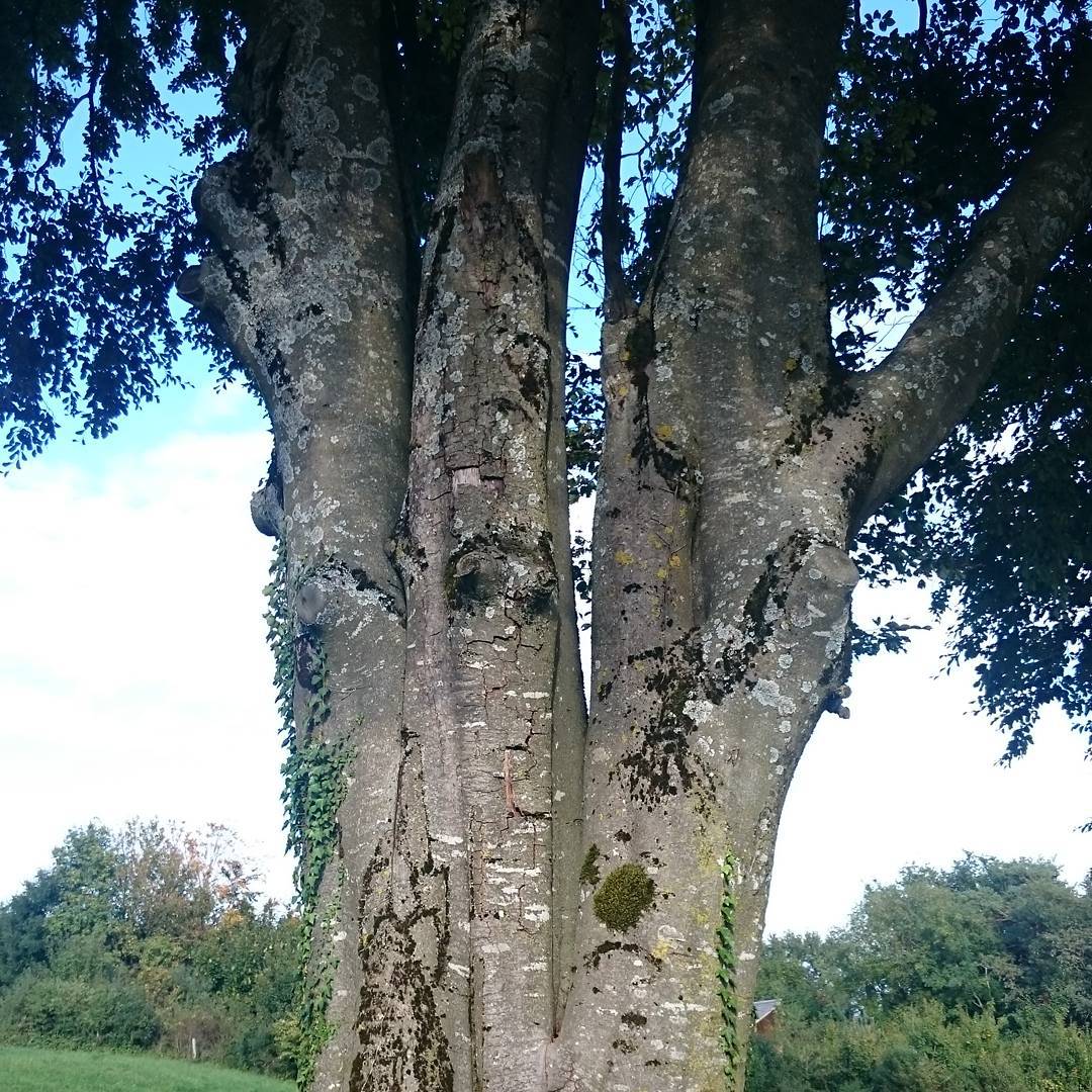 Very nice tree.