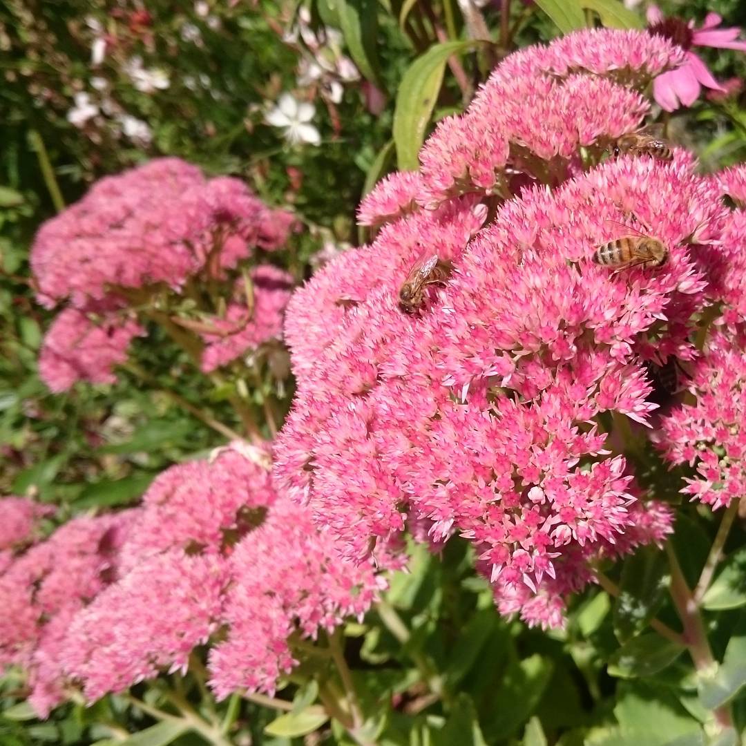 Bees