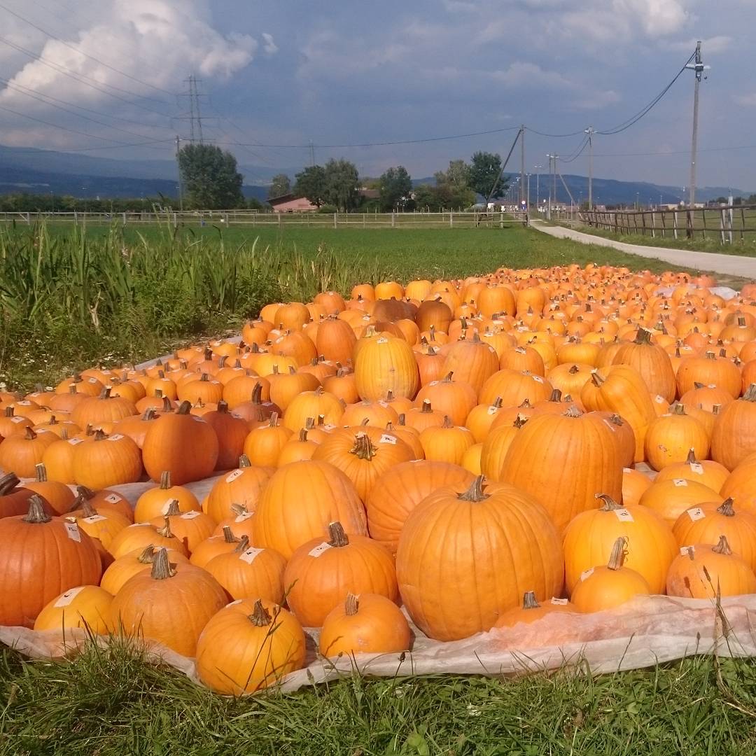 In the mood for a pumpkin spice latte ?