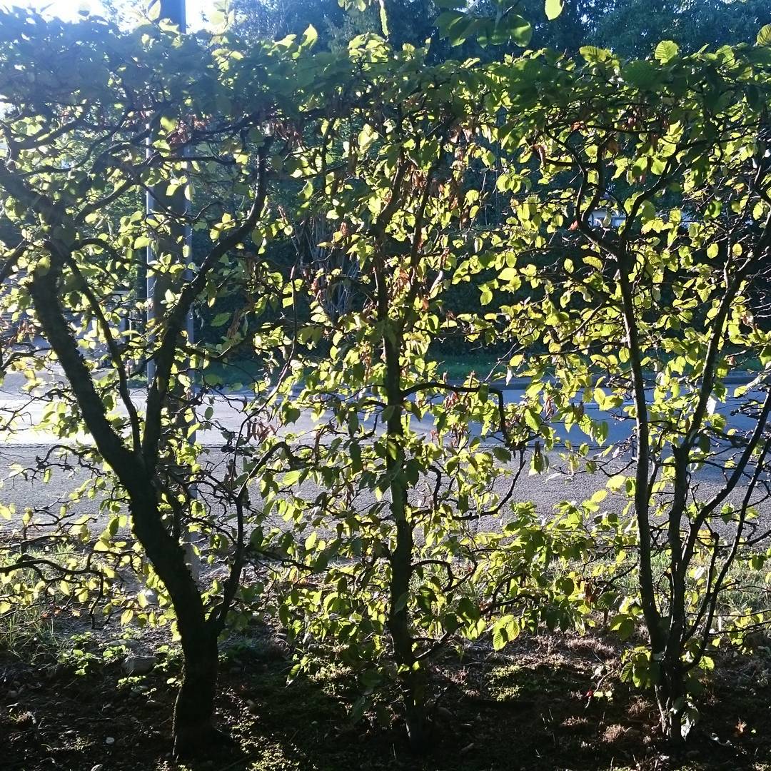 Autumn is coming.