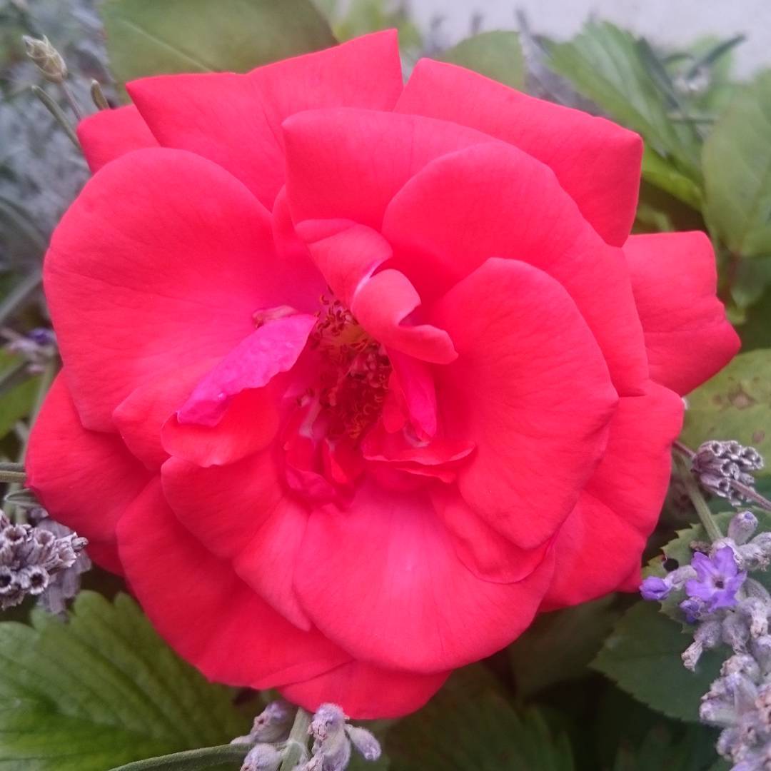 Lavender and rose.