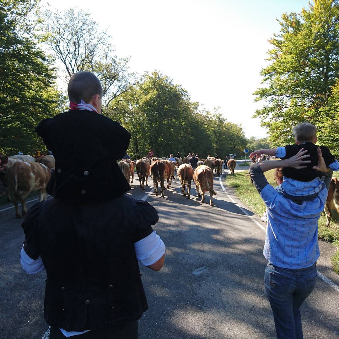 The cows coming home