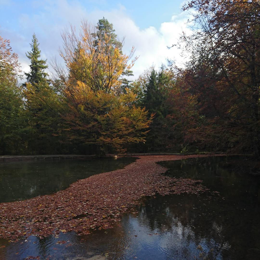 I will give you ten francs if you can walk across those leaves without getting wet. ;-)