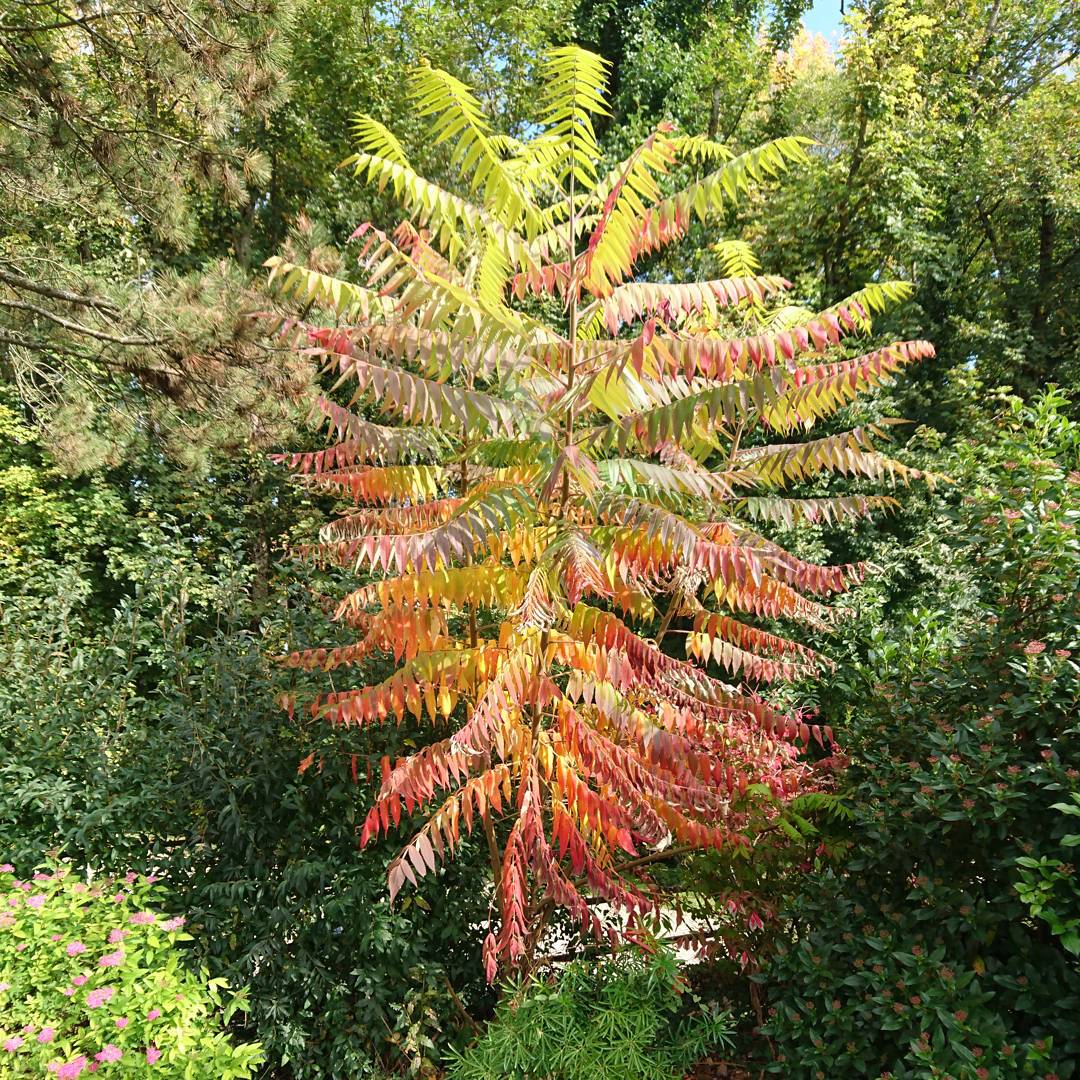 Graduated tree.