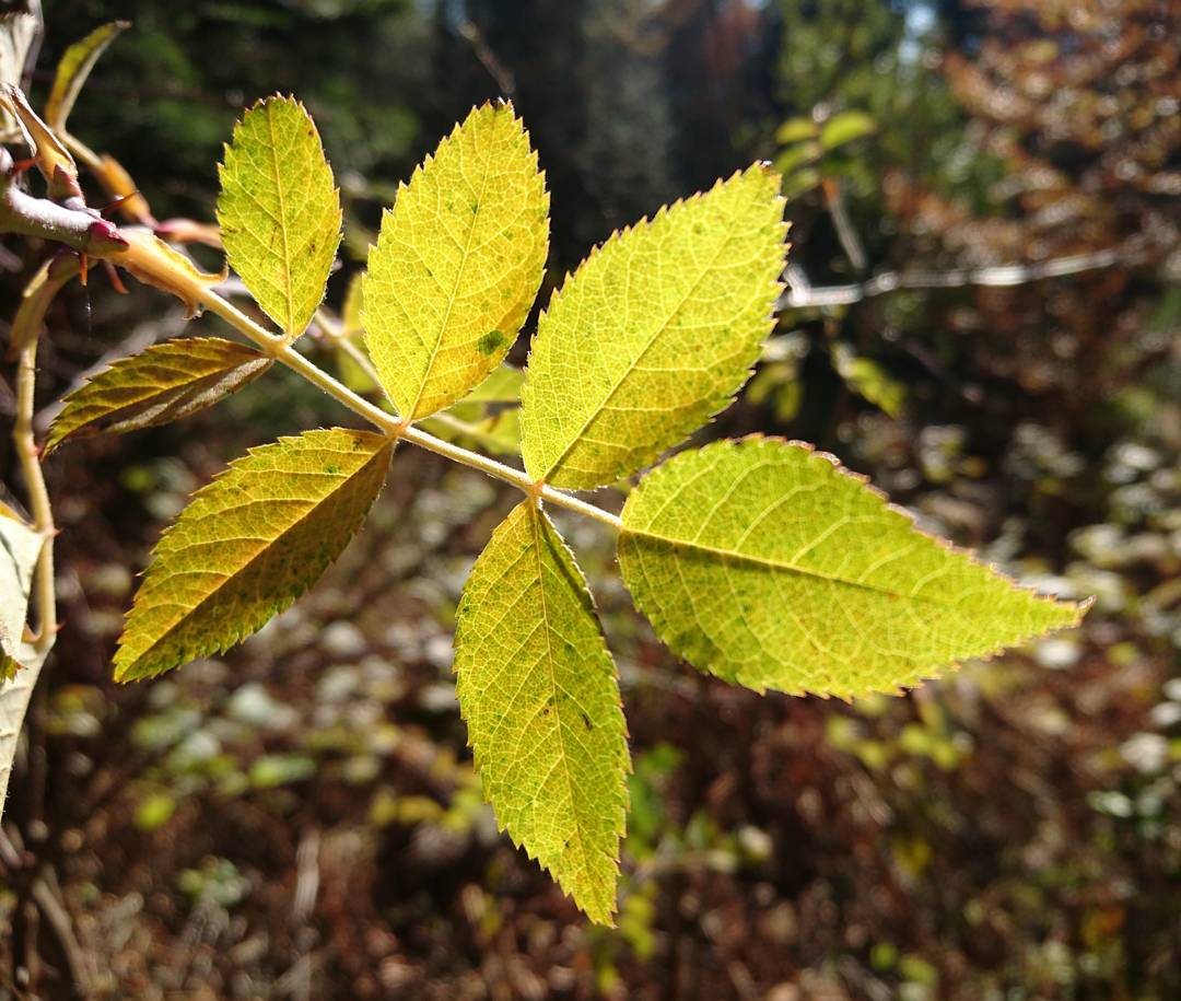 When leaves are back-lit...
