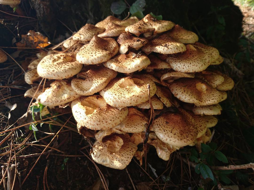 A bouquet of mushrooms