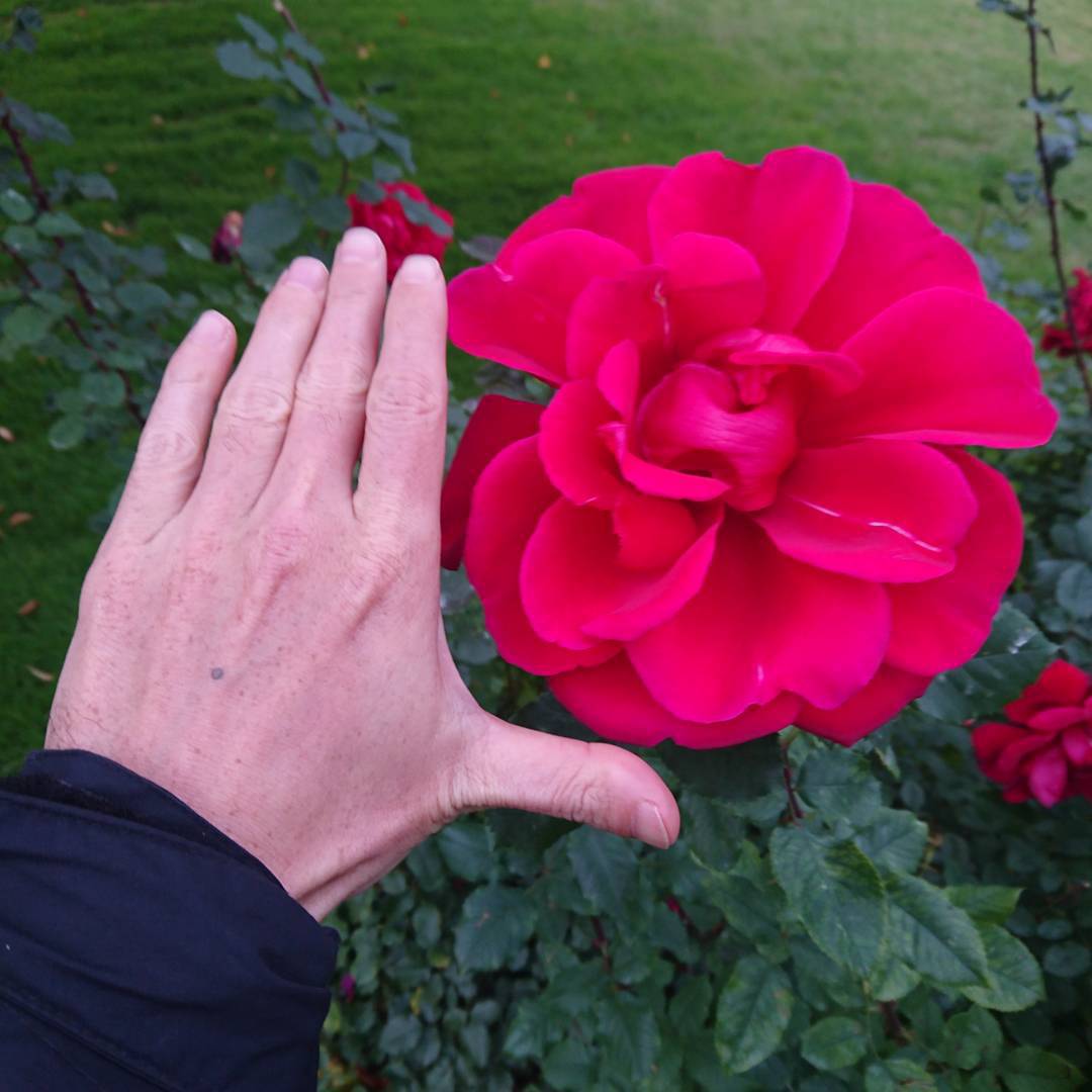A rose as big as a dinner plate.