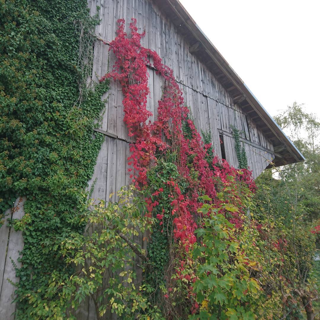 Traditional autumn colours.