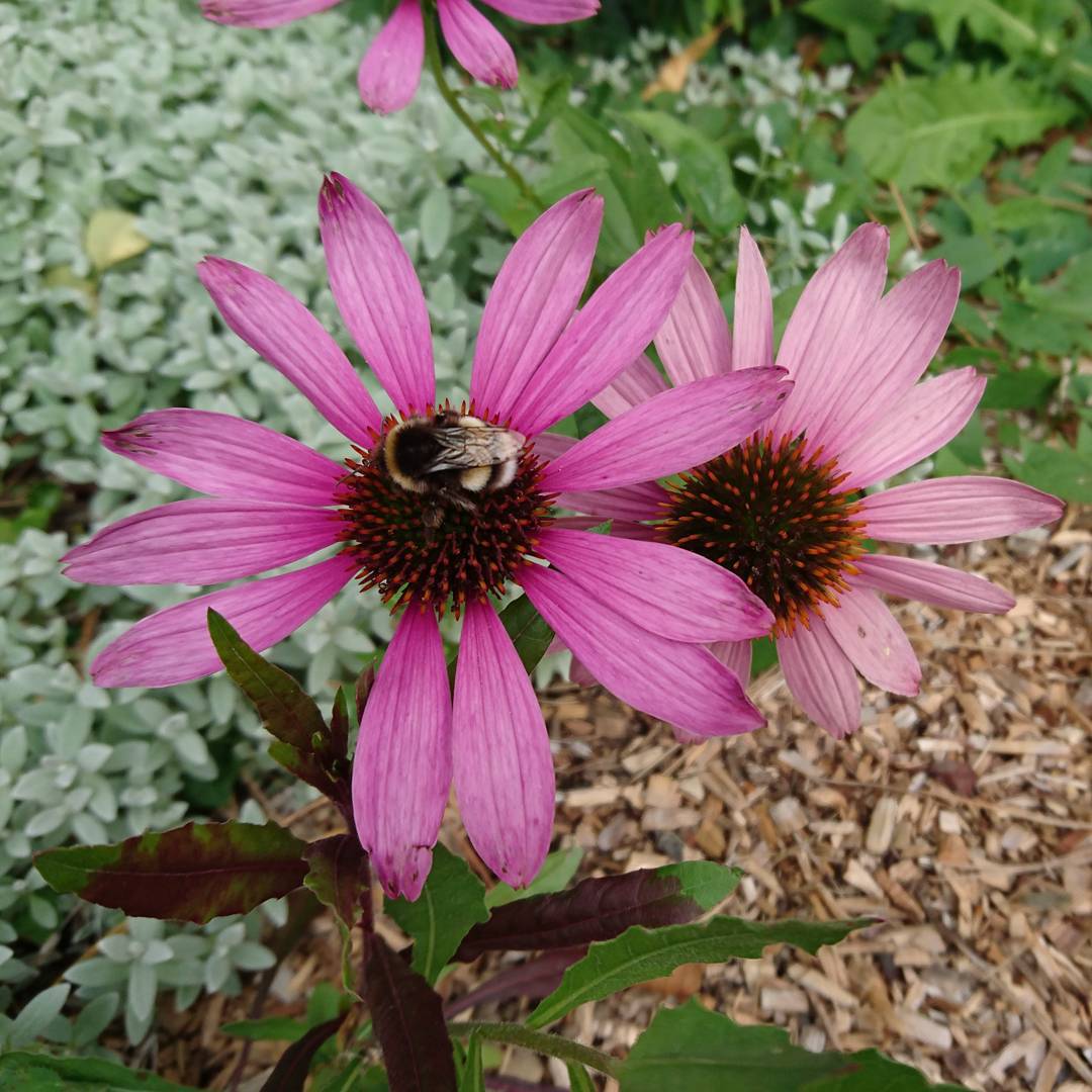 Autumn flowers