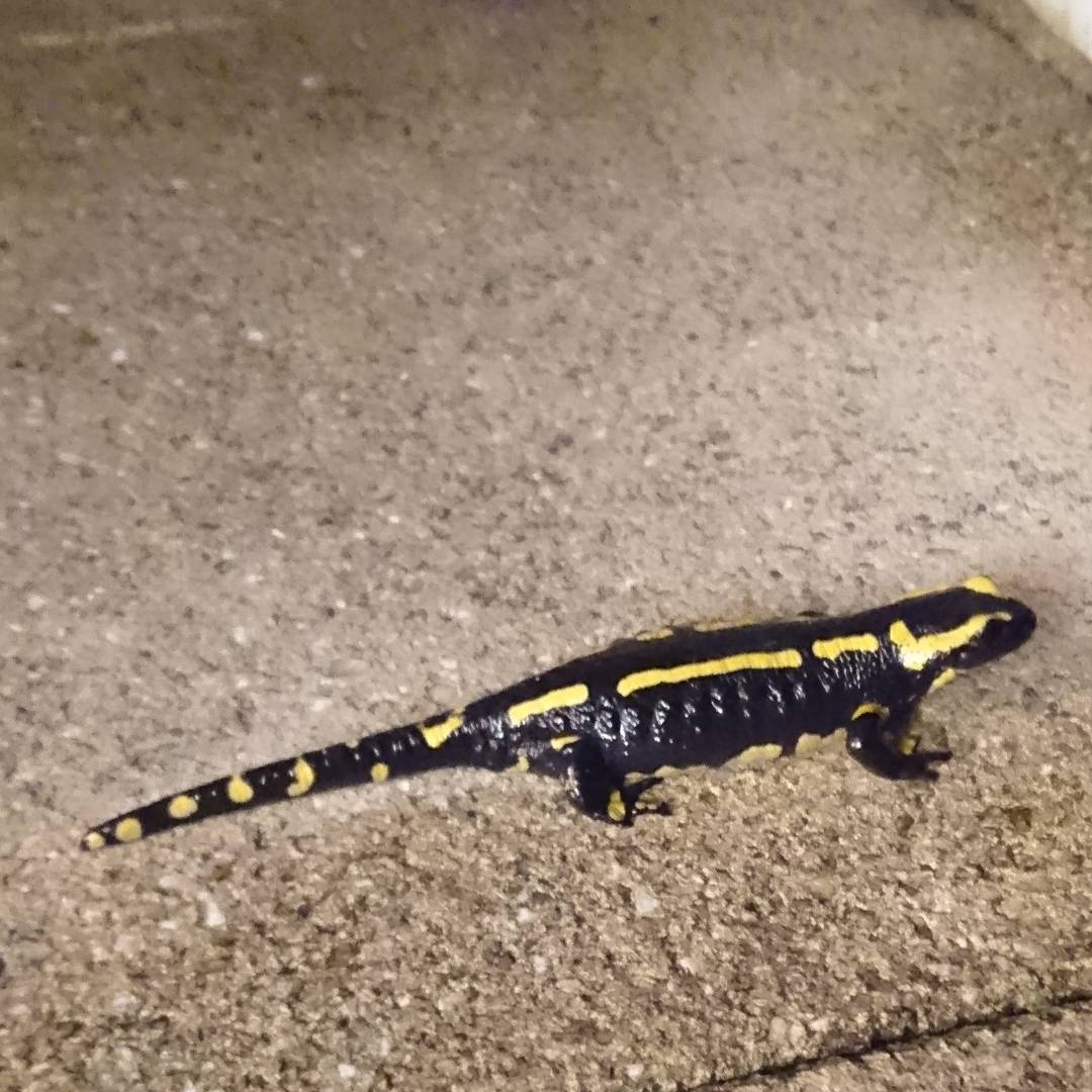 Sally the salamander.