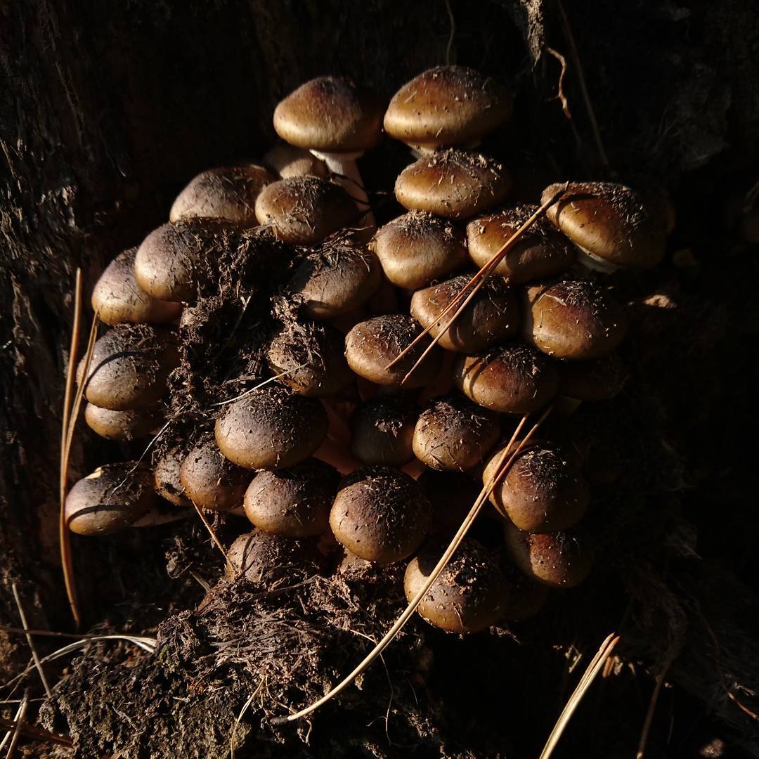 For the mushroom lovers.