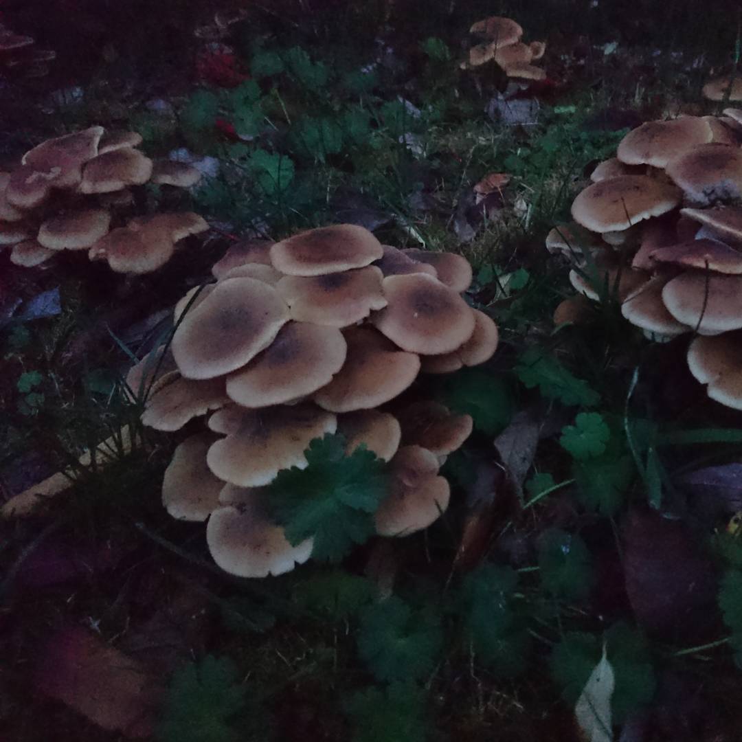 Still finding them
