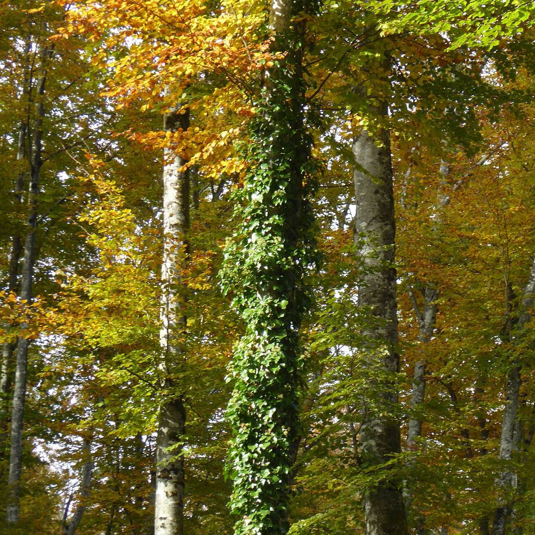 Tree ivy