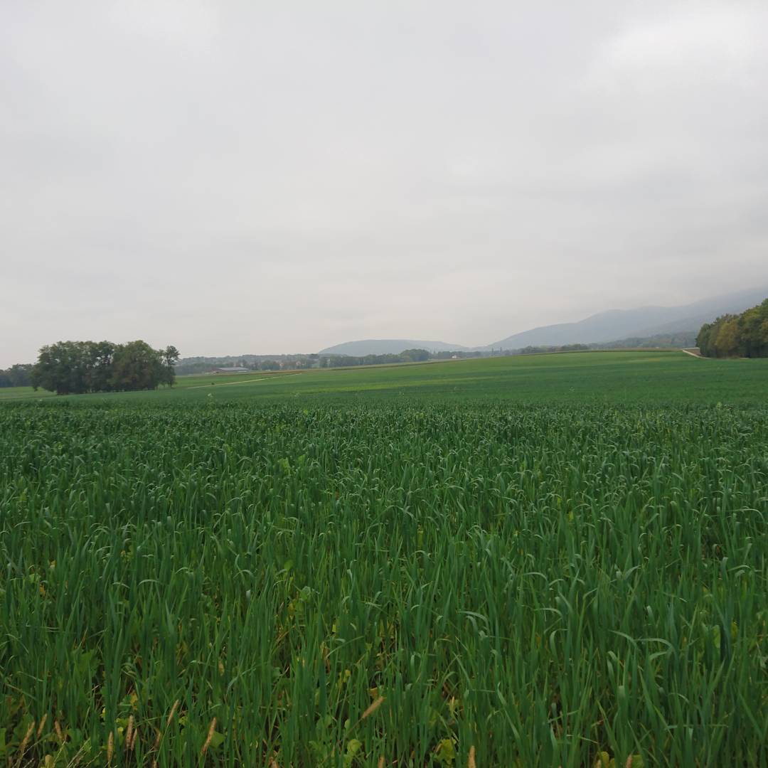 Autumn field.