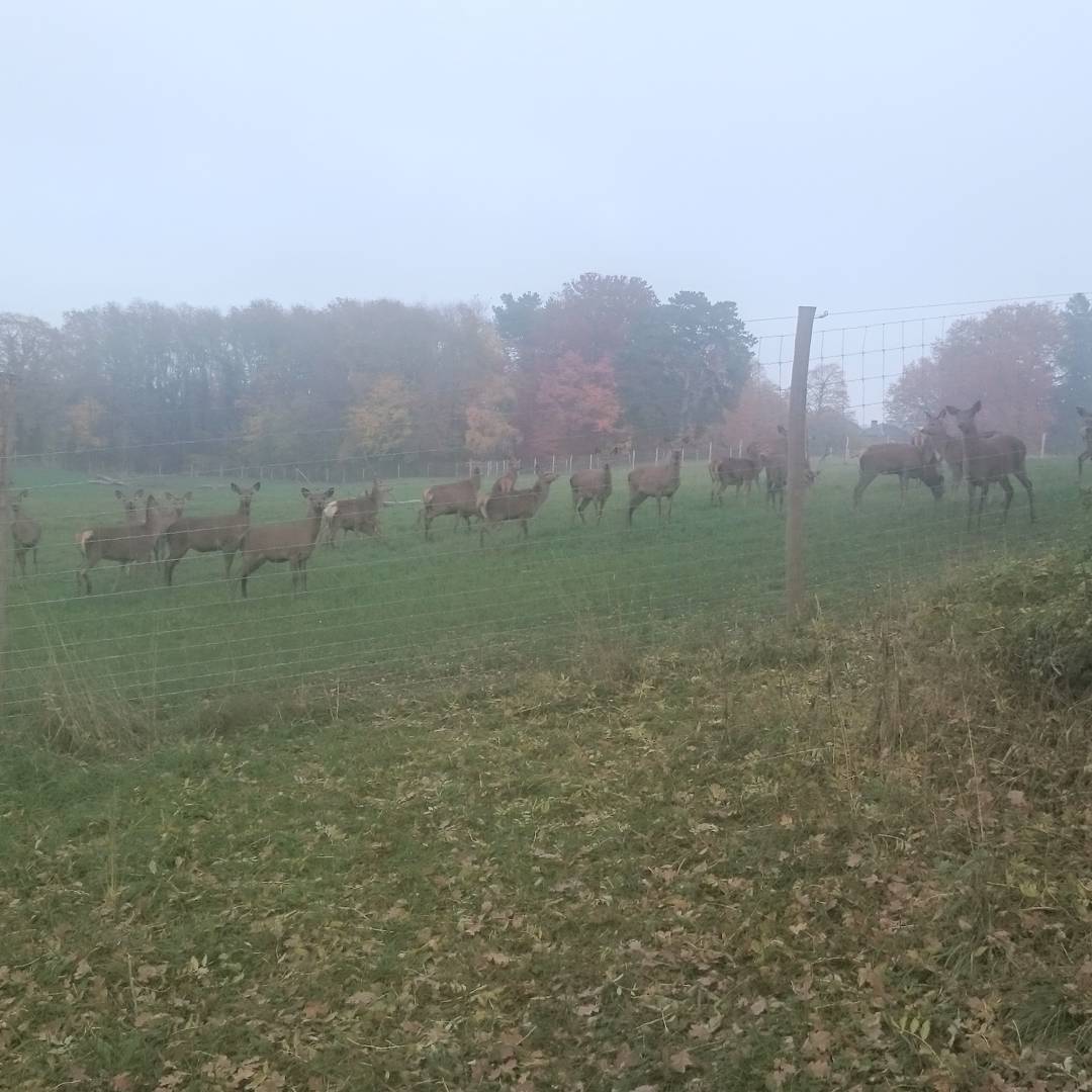 Autumn animals