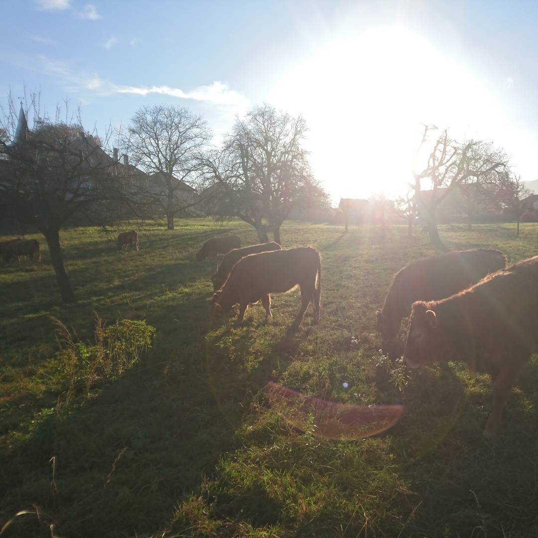 Afternoon tea with cows
