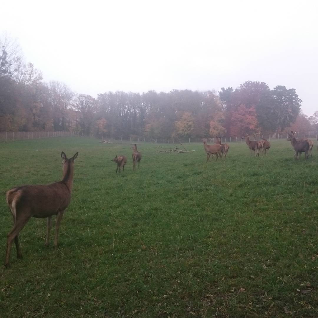 I managed to get close to them. They didn't spook.