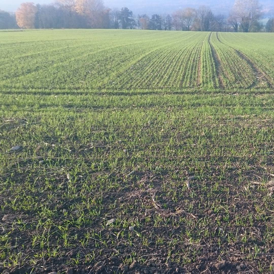 Next crop.