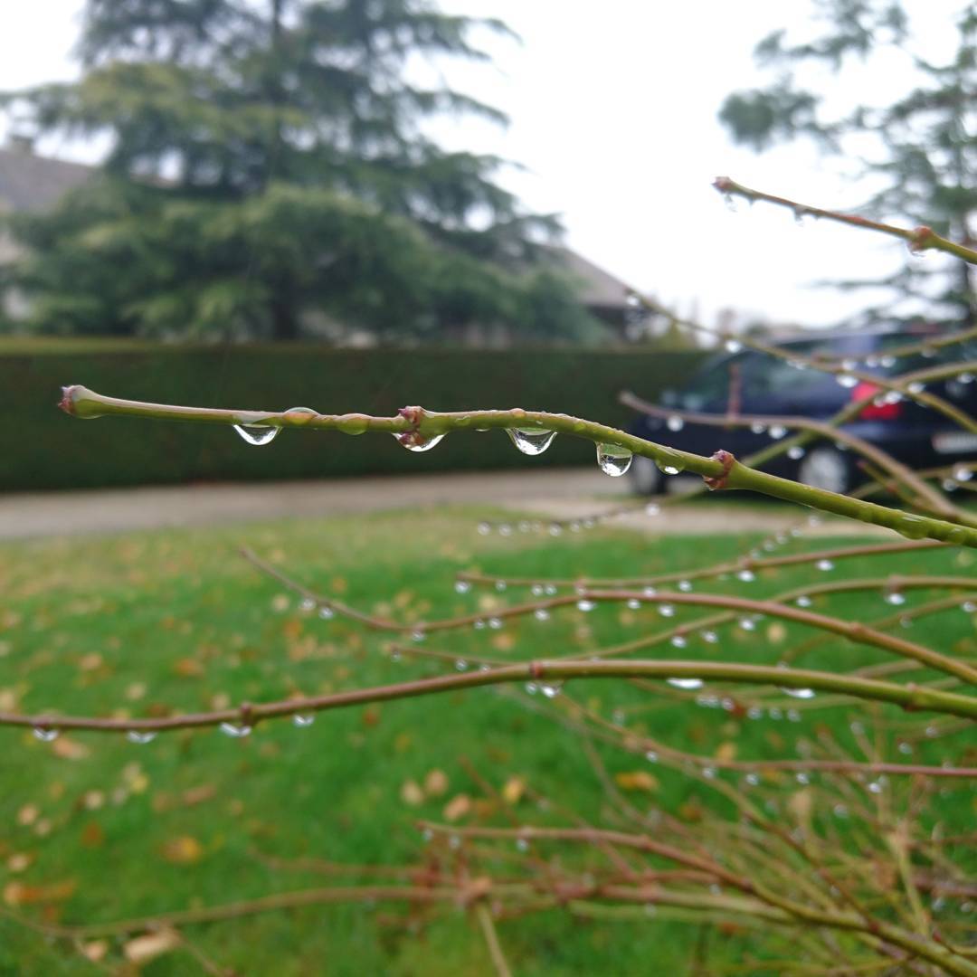 What did the plant say to the rainy day? Do drop in! ;-)